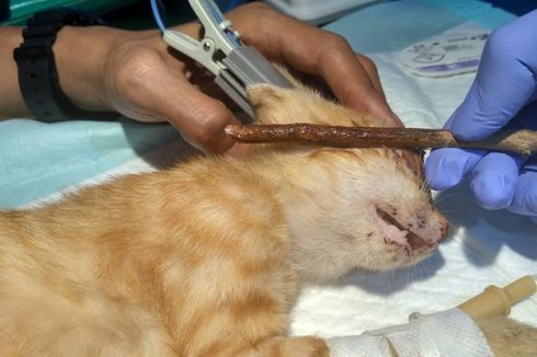 Duduk Perkara Kasus Penusukan Mata 12 Kucing, Pelaku Dibawa ke Rumah Sakit Jiwa