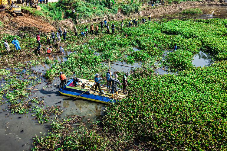 120 Hektare Eceng Gondok Kepung Waduk Saguling mulai Diangkat, Ganggu Pasokan Listrik 700 MW Jawa-Bali
