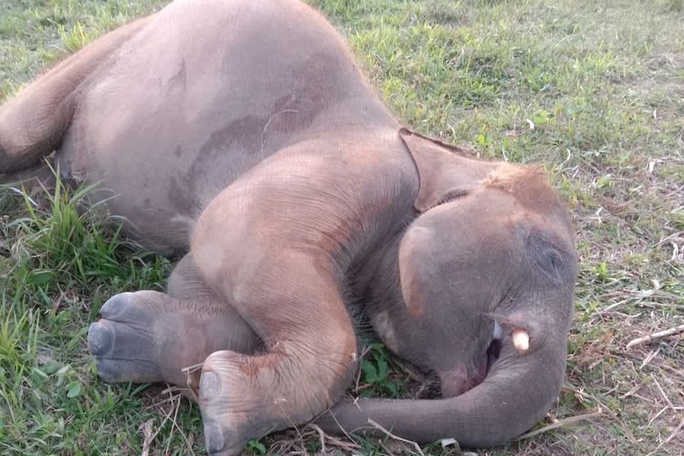 Gajah jinak berusia 4 tahun yang ditemukan mati di dalam areal Pusat Latihan Gajah (PLG) Taman Nasional Way Kambas, Minggu (30/10/2022) siang.
