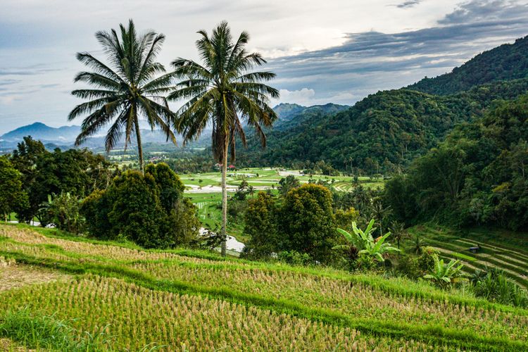 Persawahan di Nagari Pariangan atau Nagari Tuo Pariangan.