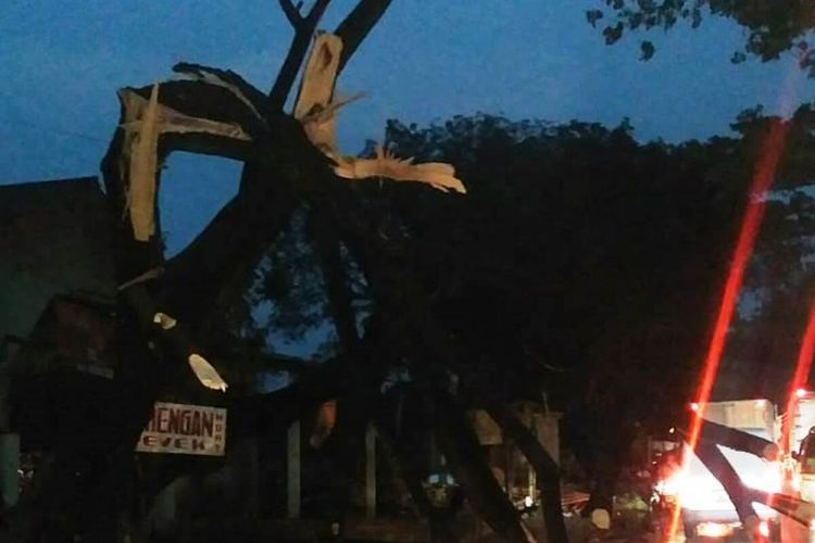 Delapan pohon jenis trembesi tumbang di ruas jalan nasional di Cianjur, Jawa Barat, Rabu (23/9/2020). Akibatnya, satu mobil rusak dan arus kendaraan sempat macet total dari kedua arah.