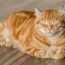 6 Fakta Kucing Oranye yang Dikenal Galak dan Banyak Tingkah