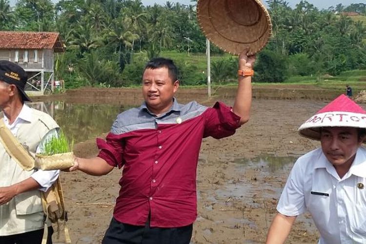 Bupati Tasikmalaya Uu Ruzhanul Ulum menanam padi organik di pesawahan Kecamatan Cisayong, Kabupaten Tasikmalaya, Jumat (8/4/2016).
