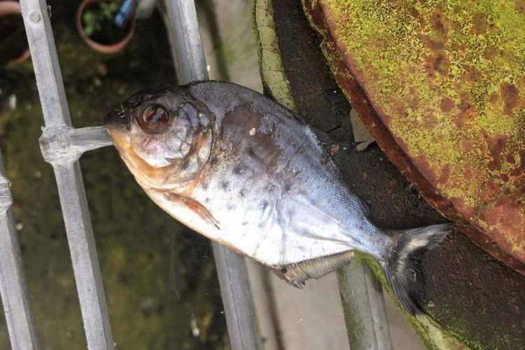 Ikan Piranha ditemukan di saluran pembuangan, di Inggris. (Twitter/Southern Water)