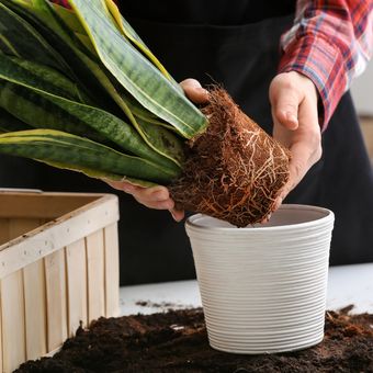 repotting, mengganti pot tanaman