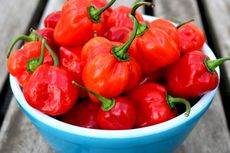 Aksi Rekor Dunia Unik, Makan Cabai Habanero lalu Cium Pasangan