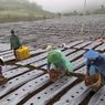 Nasib Petani dalam Pusaran Resesi
