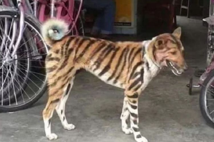 Inilah penampakan seekor anjing yang dicat seperti macan. Petani bernama Srikant Gowda itu memutuskan mengecat anjingnya untuk menakuti monyet.