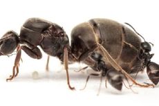 Kawin Bikin Sistem Imun Ratu Semut Meningkat, Kok Bisa?