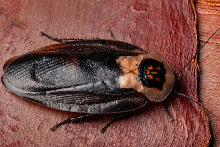 Death's head cockroaches (Blaberus craniifer)