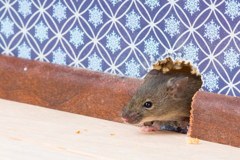 4 Bahan Alami untuk Hilangkan Bau Kencing Tikus di Rumah