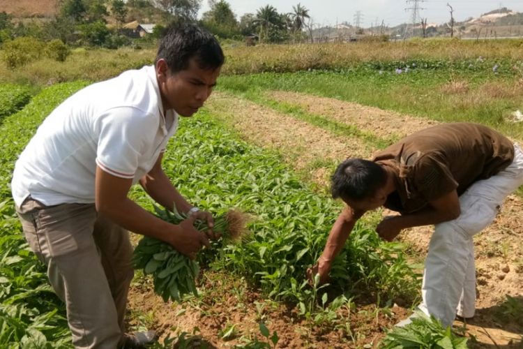 Sejumlah petani yang ada di kawasan Sidomulyo Tembesi, Batam, Kepulauan Riau memilih membabat habis tanaman sayur mereka sendiri.  Hal ini dilakukan mereka karena merasa kecewa dengan harga sayuran yang saat ini sangat anjlok dipasaran.