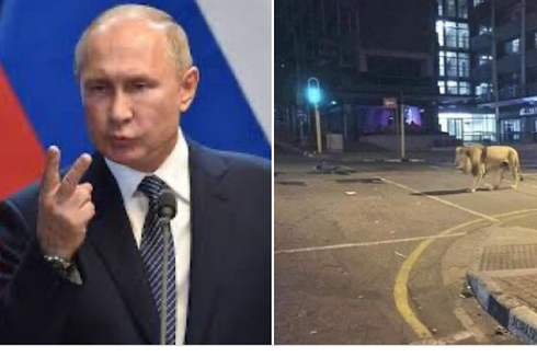 [HOAKS] Putin Lepaskan Singa untuk Cegah Warga Keluar Rumah Saat Wabah Corona
