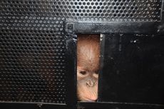 Selama 100 Tahun, Jumlah Orangutan Sumatera Turun 10 Kali Lipat