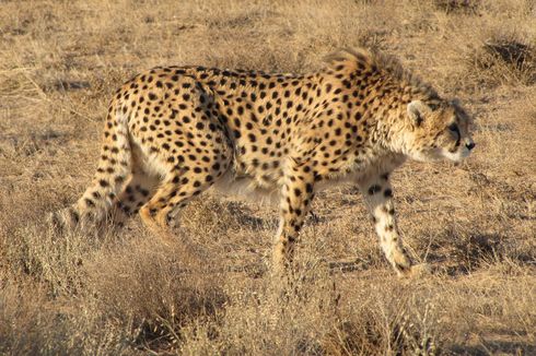Berkat Telinga, Cheetah Bisa Berlari Kencang Tanpa Oleng