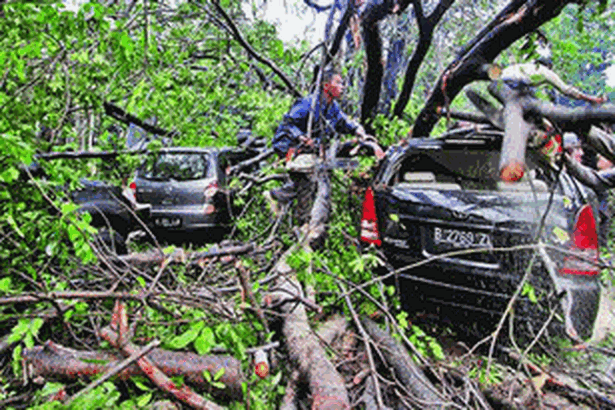 Ilustrasi: pohon tumbang timpa mobil 