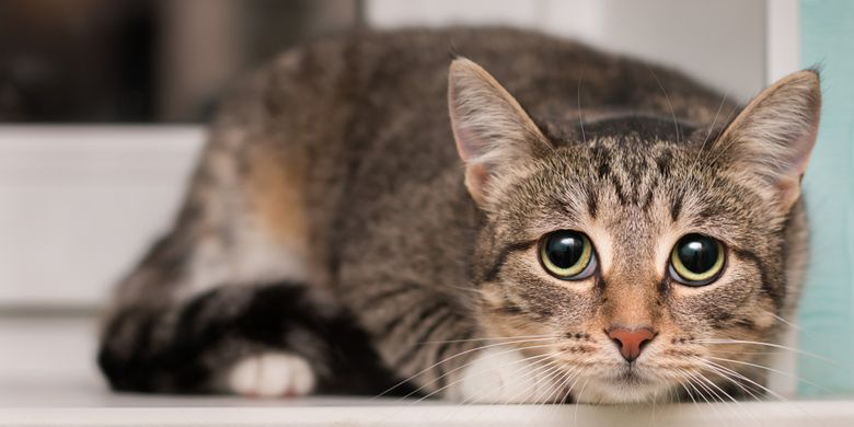 6 Cara Menenangkan Kucing yang Takut Petir Halaman all - Kompas.com