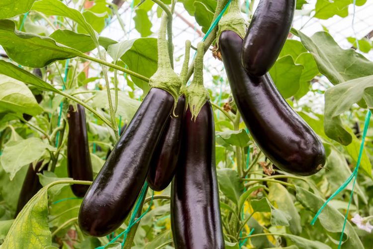 Ilustrasi tanaman terong siap panen