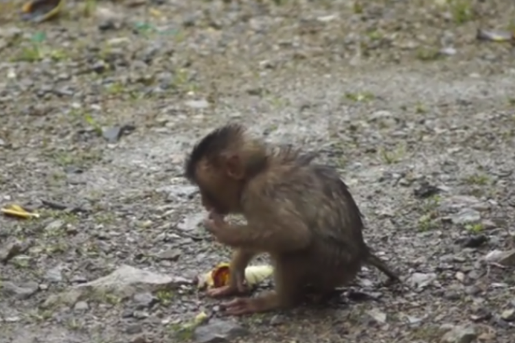 Seekor monyet saat menikmati makanan di jakan raya Parapat, Kabupaten Simalungun, Senin (3/12/2018).