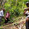 Selagi Mencari Kayu Bakar di Kebun, Satu Lansia Malah Tewas Tersetrum dan Lainnya Luka-luka