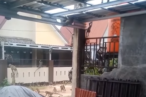 Viral, Video Puluhan Monyet Geruduk Permukiman Warga di Kalsel, Ini Ceritanya