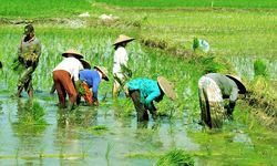 Dukung Swasembada Pangan, ATR/BPN Bakal Tetapkan Kawasan Pangan Pertanian Berkelanjutan