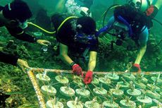 Pecinta Diving di Kolaka Lakukan Transplantasi Karang