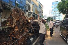 Pohon Tumbang Timpa Satu Mobil di Kebayoran Lama