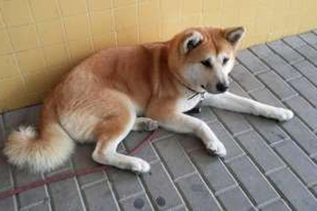 Maya, saat menunggu di depan RS di Alicante, Spanyol.  