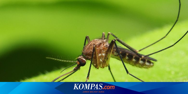 Tidak Semua Hanya Nyamuk Betina Yang Menghisap Darah Manusia Halaman All Kompas Com Tidak Semua Hanya Nyamuk Betina Yang Menghisap Darah Manusia Halaman All Kompas Com