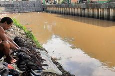 Ribuan Ikan Sapu-sapu Mati di Kali Baru Kramatjati, Dinas LH DKI Uji Sampel Air