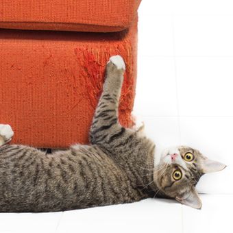 ilustrasi kucing menggaruk sofa