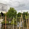 Pemerintah Luncurkan Peta Mangrove Nasional untuk Keperluan Rehabilitasi Lingkungan