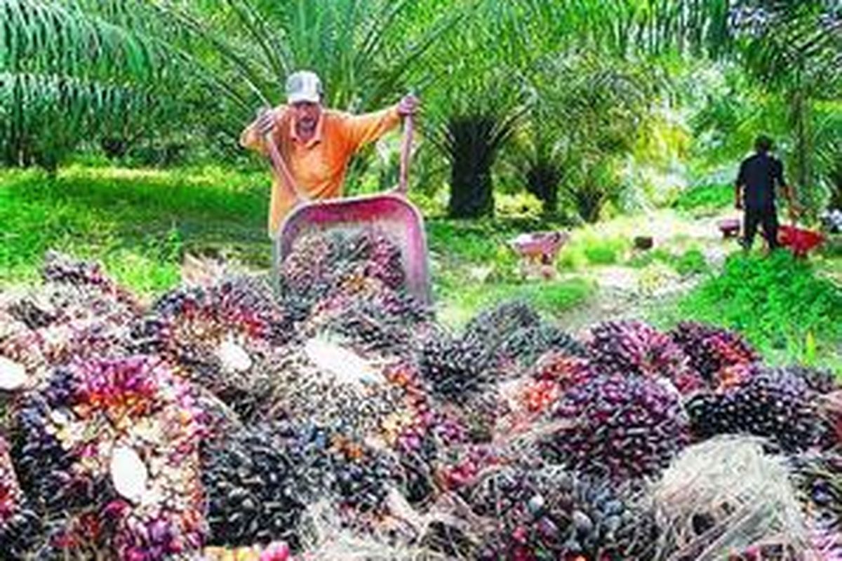 Anjloknya harga sawit sampai Rp 300 per kilogram dari harga sebelumnya mencapai Rp 2.000 per kg telah membuat petani, terutama petani swadaya (yang tidak memiliki kerja sama dengan perkebunan besar BUMN maupun swasta), babak belur. 