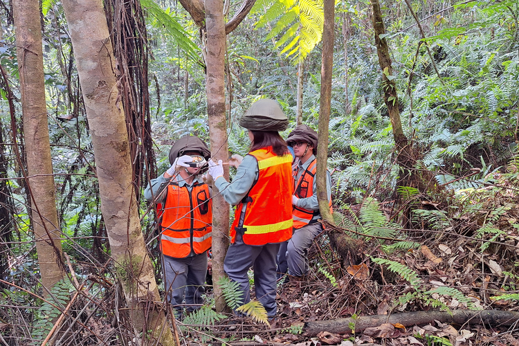 Petugas sedang melakukan pengamatan dan pengukuran pada pohon di kawasan Himalaya Hill, yang merupakan bagian dari upaya reklamasi lahan bekas tambang PT Vale Indonesia.