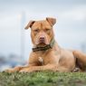 8 Fakta Menarik Anjing Pit Bull yang Kerap Dianggap Berbahaya