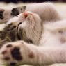 Kenapa Kucing Tidak Suka Dipegang Perutnya?