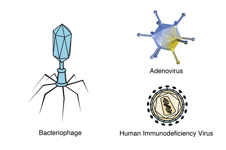 Ciri Khas Virus yang Tidak Terdapat pada Organisme Lain