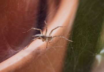 6 Penyebab Laba-Laba Muncul di Rumah dan Cara Mencegahnya