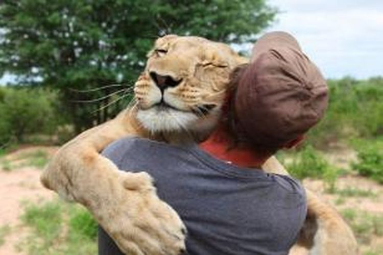 Sirga, seekor singa betina berusia tiga tahun, selalu memeluk Valentine Gruener (27) setiap kali mereka bertemu. Gruener menyelamatkan Sirga ketika menemukannya nyaris tewas di saat hewan itu masih kecil.

 