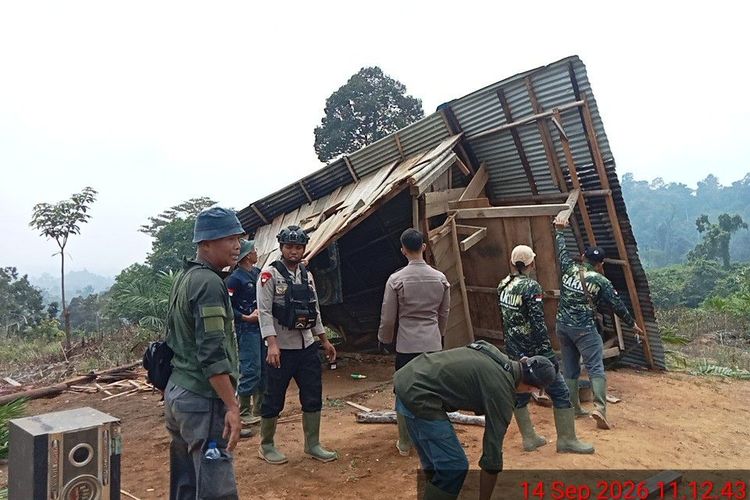 Musnahkan Ratusan Batang Sawit, Kemenhut Kuasai Kembali 300 Hektare Hutan yang Dirambah di Bengkulu
