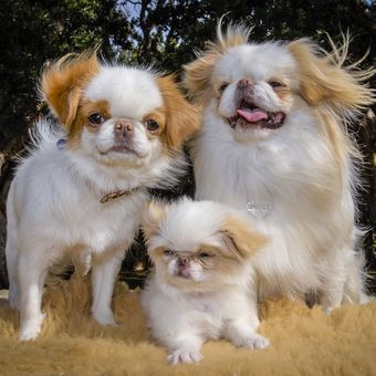Ilustrasi anjing - Anjing ras Japanese Chin.