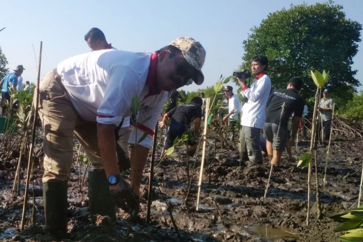 Wali Kota Langsa, Usman Abdullah, menanam mangrove di Desa Kuala Langsa, Kecamatan Langsa Barat, Aceh, Jumat (8/2/2019).