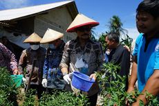 Mentan SYL Panen Perdana Cabai Hasil Integrated Farming Petani Milenial Lampung
