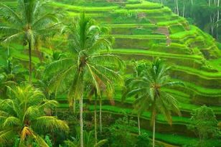 Pemandangan sawah menjadi salah satu daya tarik wisata di Ubud, Bali.