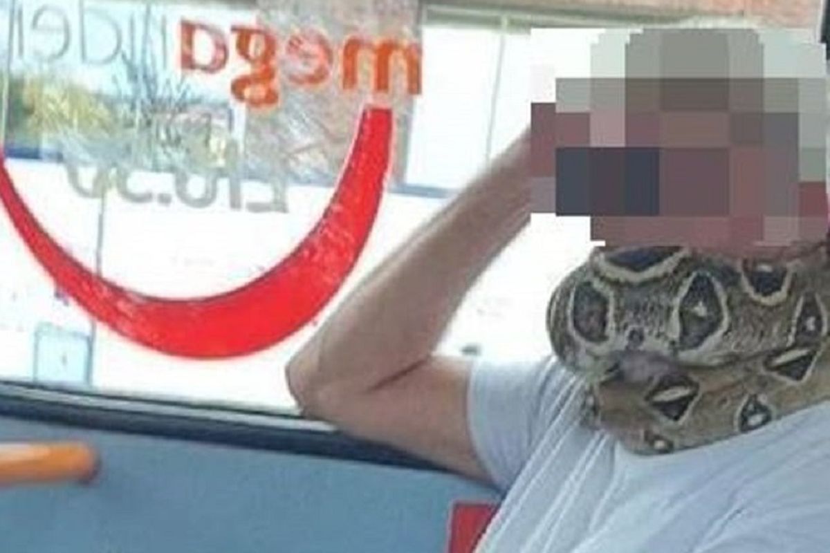 Seorang pria terlihat melilitkan ular asli di mulutnya sebagai masker saat menaiki bus di Salford, Inggris.
