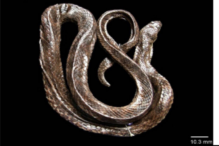 Ilustrasi  Hypsiscopus indonesiensis, spesies ular air baru yang ditemukan di Sulawesi