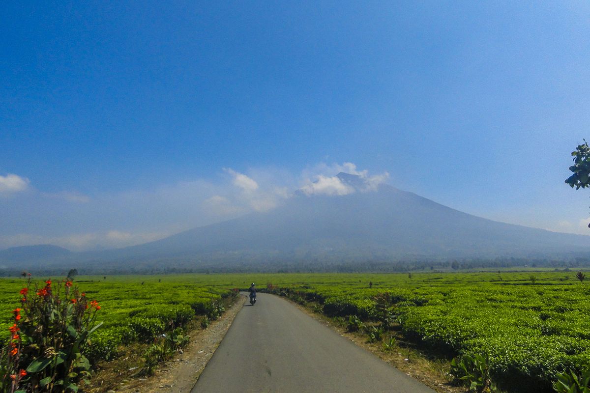 Gunung Kerinci dari Kebun Teh Kayu Aro