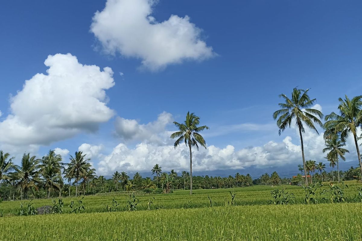 Visual Gunung Semeru tertutup awan, Jumat (9/12/2022) pagi.