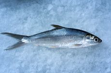 3 Cara Olah Ikan Tenggiri untuk Membuat Siomay, Cuci Sebelum Filet